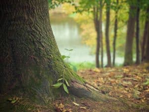 Qué árbol eres según tu cumpleaños