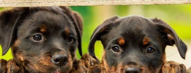 ¿Qué mascota es la más adecuada según tu signo del Zodiaco?
