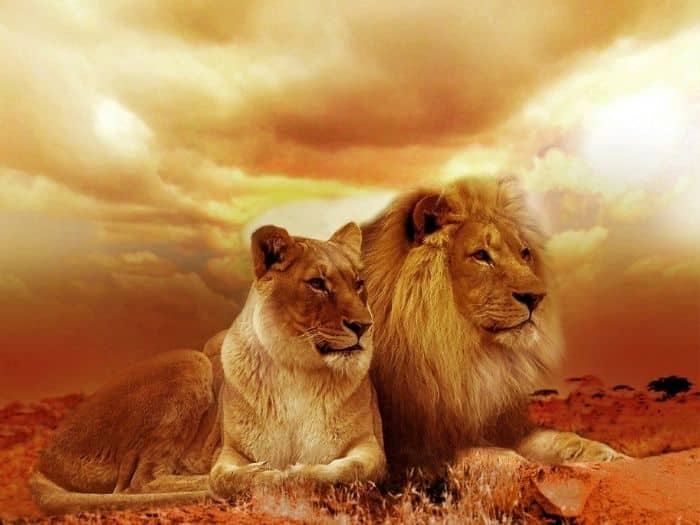 ¿Cómo de leona eres según tu Signo?