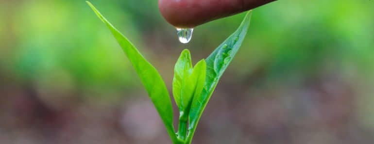 Frases cuidar medio ambiente