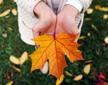 Refranes de otoño