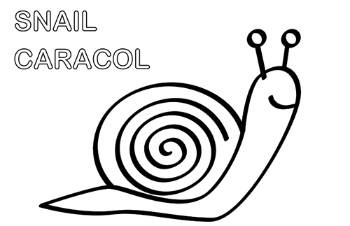 Caracol para pintar