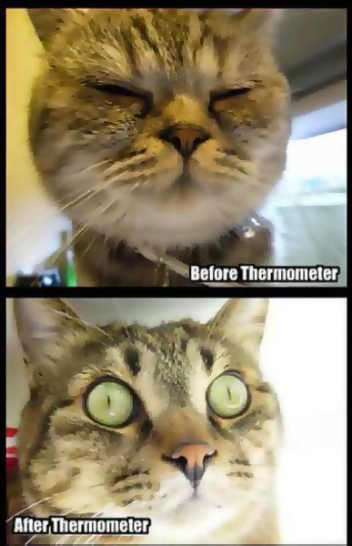 imágenes graciosas del antes y el después gatito