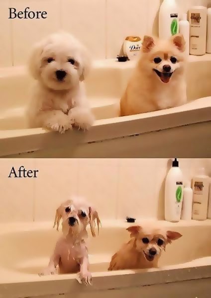 imágenes graciosas del antes y el después perritos