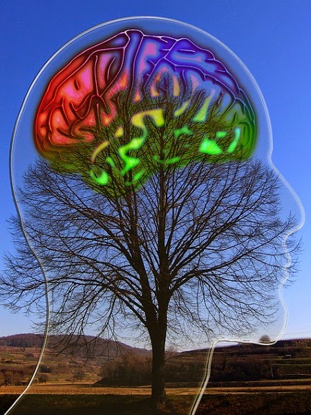 cerebro-arbol