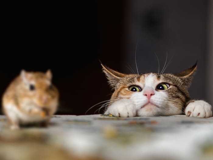 curiosidades zurdos, gatos y ratones