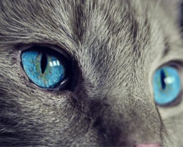 Los Gatos y el Esoterismo