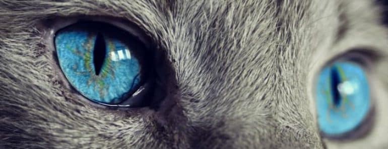 Los Gatos y el Esoterismo