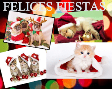 Frases de Navidad para felicitar