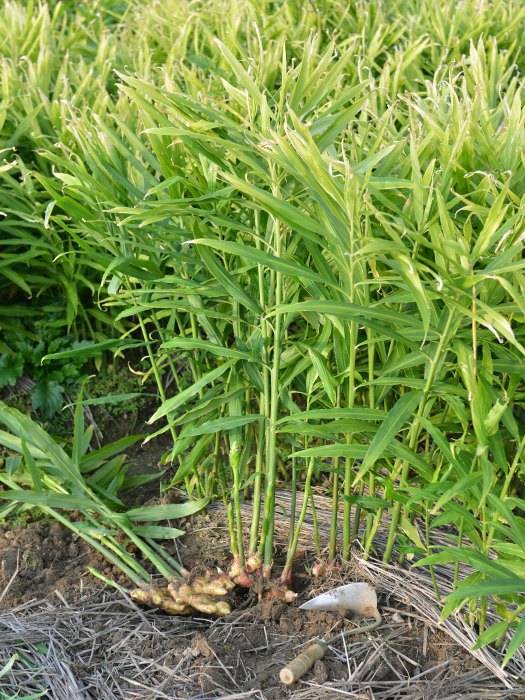 El Jengibre en Cosmética y en Salud Belleza y bienestar