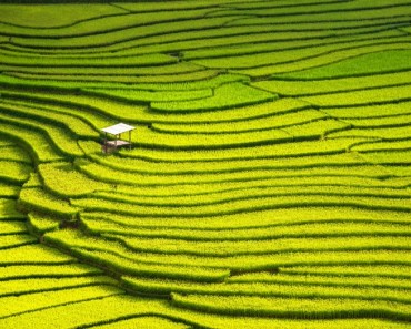 El Arroz contiene arsénico