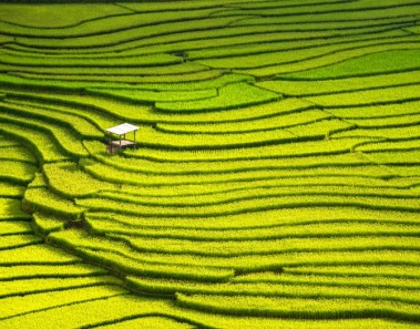 El Arroz contiene arsénico