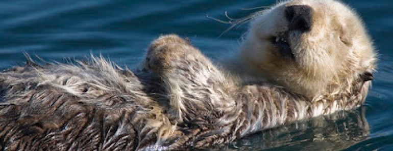 animalito