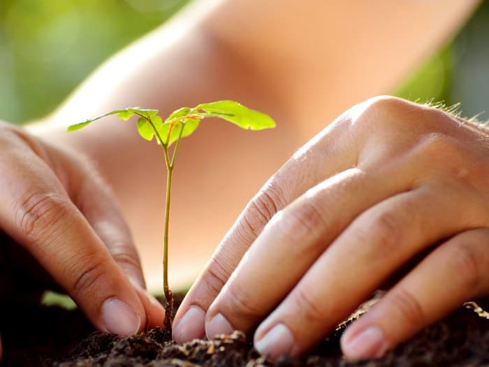 Plantar un árbol - Rural