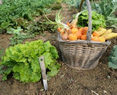 Cultivar alimentos en casa