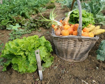 Cultivar alimentos en casa