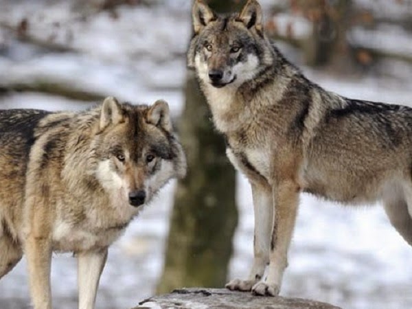 lobos americanos