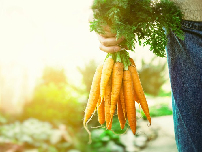 germinar zanahoria sin semilla cosecha