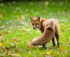 animales salvajes zorro