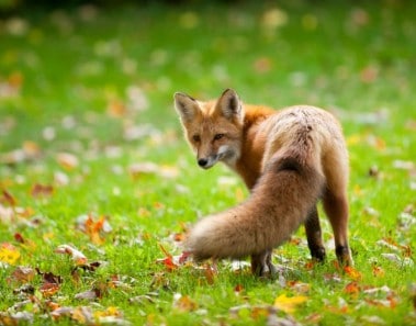 animales salvajes zorro