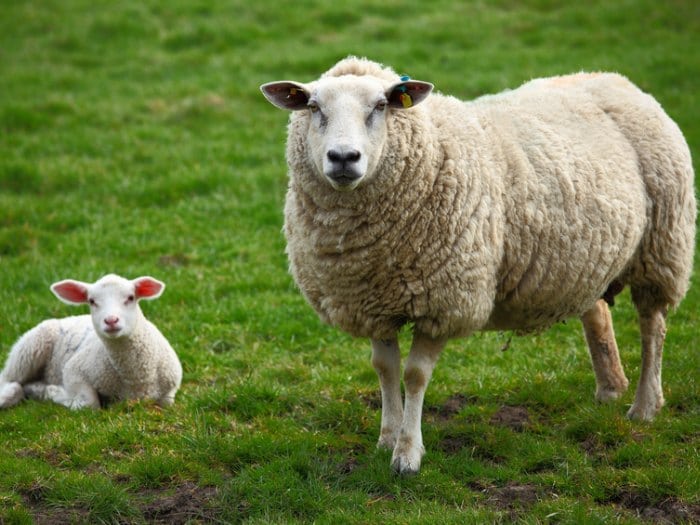 hablando con ovejas rebano