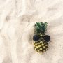 Como germinar una piña
