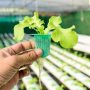 germinar lechuga sin semilla germen