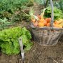 Cultivar alimentos en casa