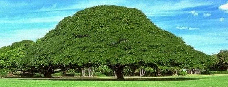 La sombra del árbol