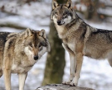 Cómo los lobos pueden salvar la naturaleza