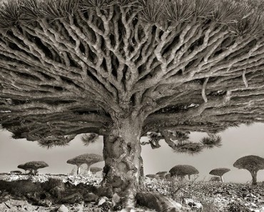 Árboles ancestrales: monumentos de la naturaleza