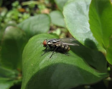 14 plantas que repelen insectos no deseados