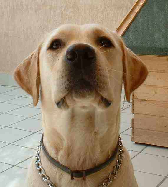 perro labrador