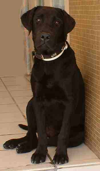 perro labrador  negro