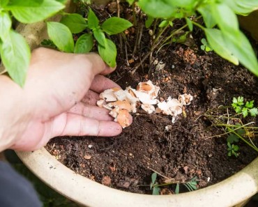 Trucos caseros de jardinería