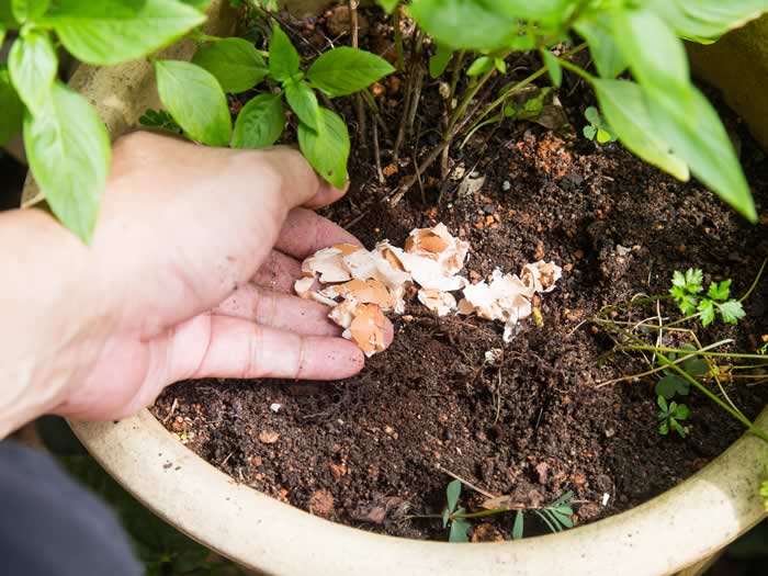 arroz crudo en tus plantas