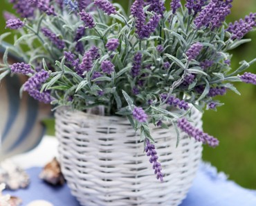 Plantas que te ayudarán a dormir y puedes tener en el dormitorio