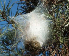 Peligros de la procesionaria de los pinos