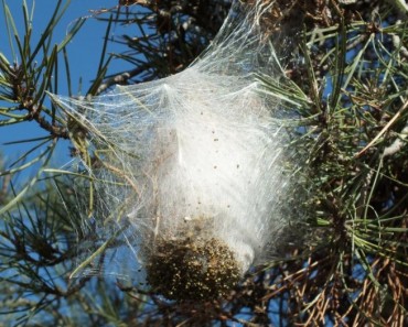 Peligros de la procesionaria de los pinos