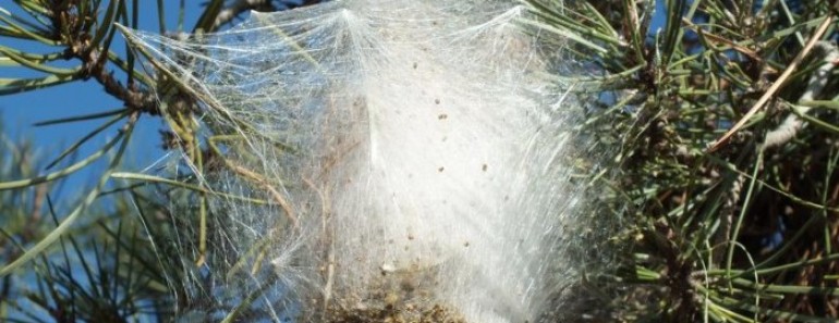 Peligros de la procesionaria de los pinos
