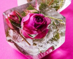 Rosa en hielo