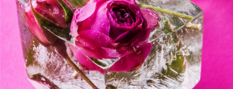 Rosa en hielo