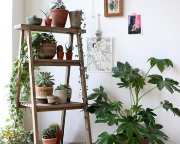 Ideas para decorar con plantas