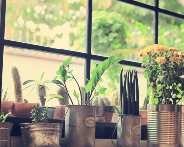 Decorar con plantas, la mejor forma de darle un soplo de aire fresco a tu hogar