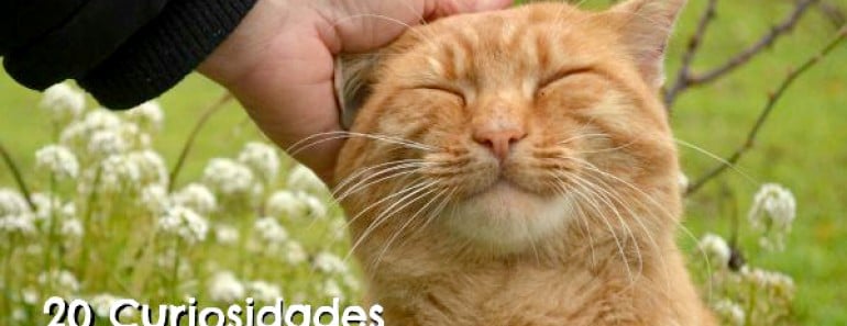 Curiosidades gatos