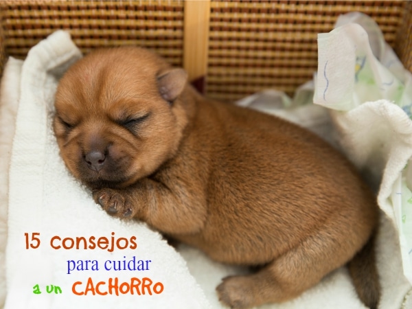 Consejos para mascotas