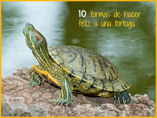 simplemente Disponible Correlación 10 formas de hacer feliz a mi tortuga