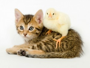 Gato y pollito