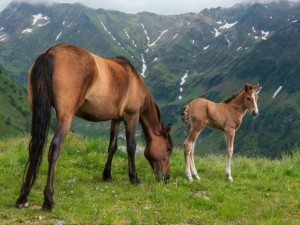 Curiosidades caballos