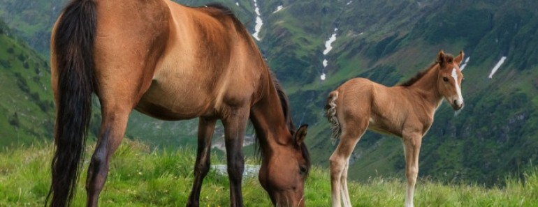 Curiosidades caballos